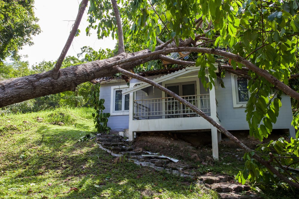 tree damage to roof